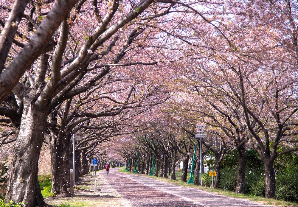 A cherry-blossom tunnel over a path in spring, Korea