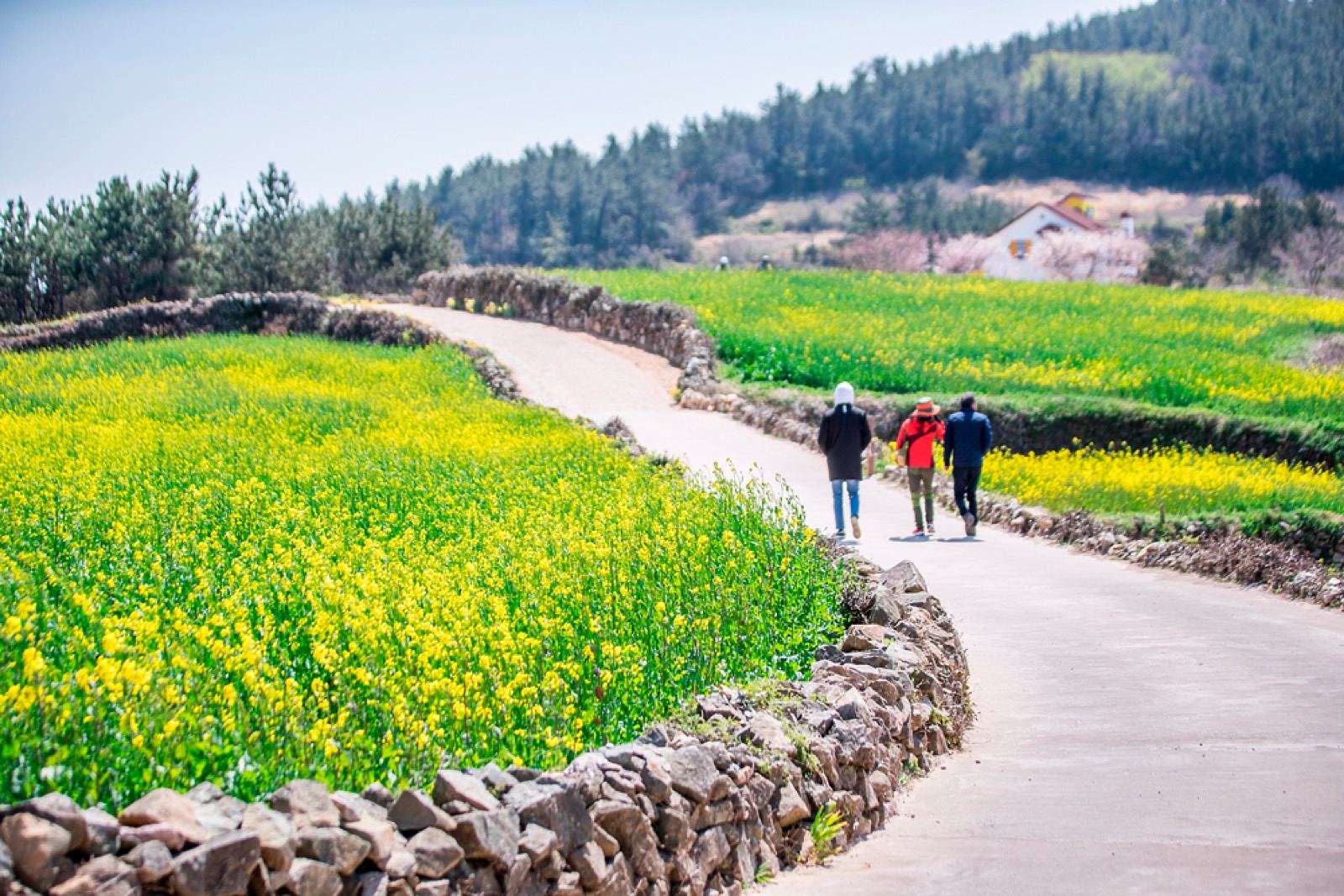 A stone-walled path running between green-and-yellow canola fields on Cheongsando island