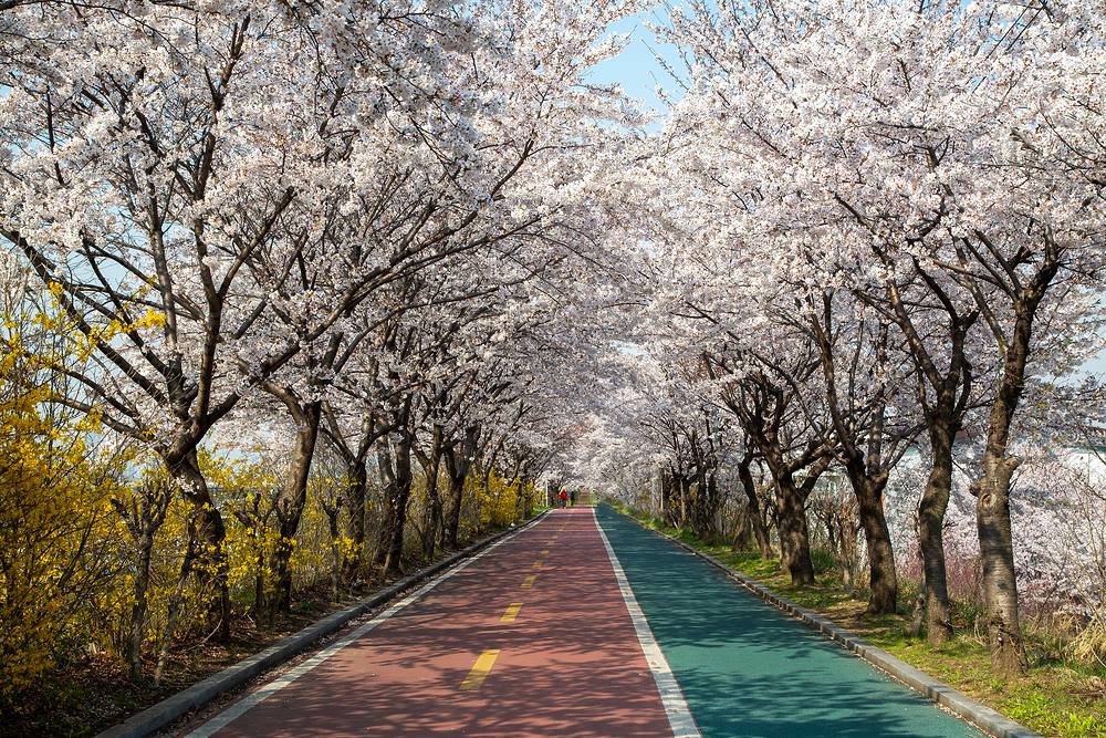 Cherry blossoms lining a road in spring, Korea
