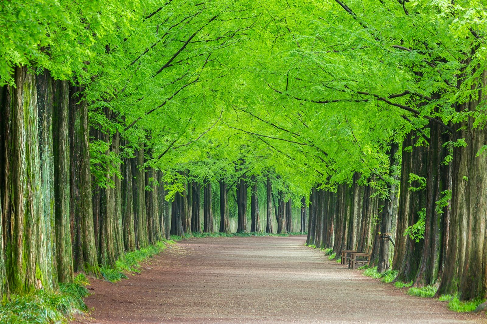 A long road lined with tall metasequoia trees forming a green tunnel in Damyang