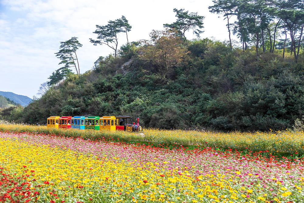 A colorful sightseeing train winding through a field of flowers