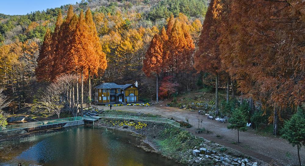 A quiet forest grove in South Korea