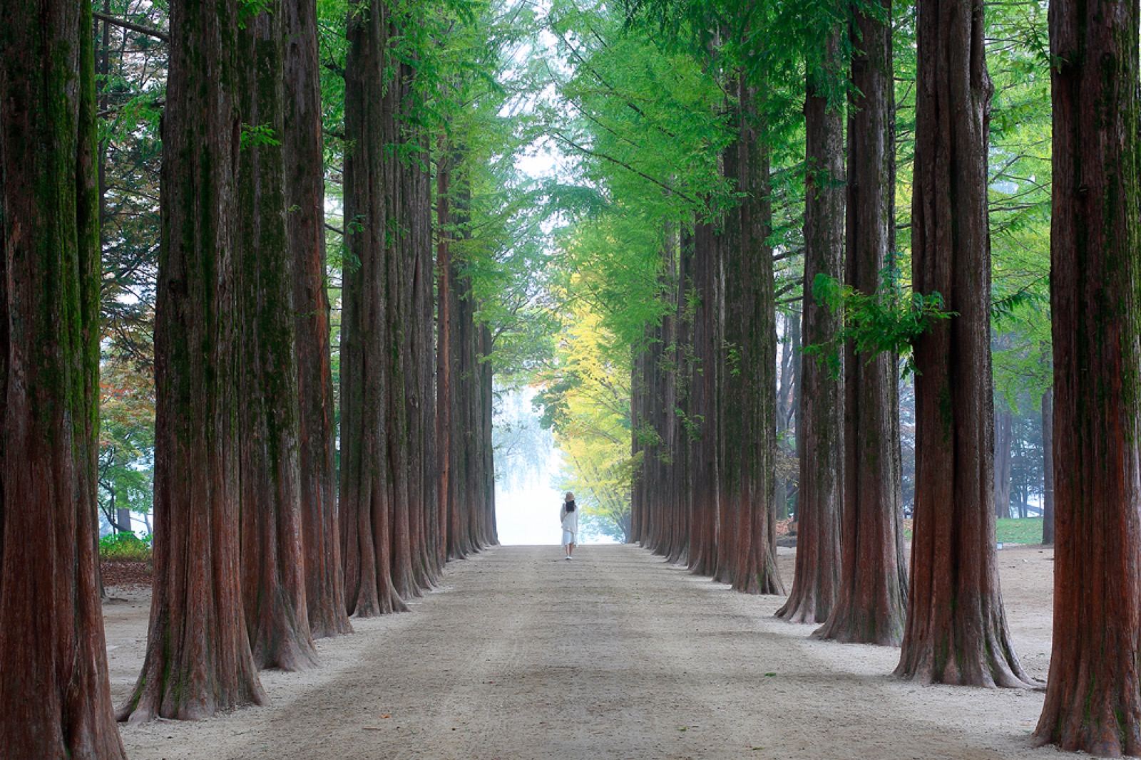 The famous straight avenue of metasequoia trees on Nami Island near Gapyeong