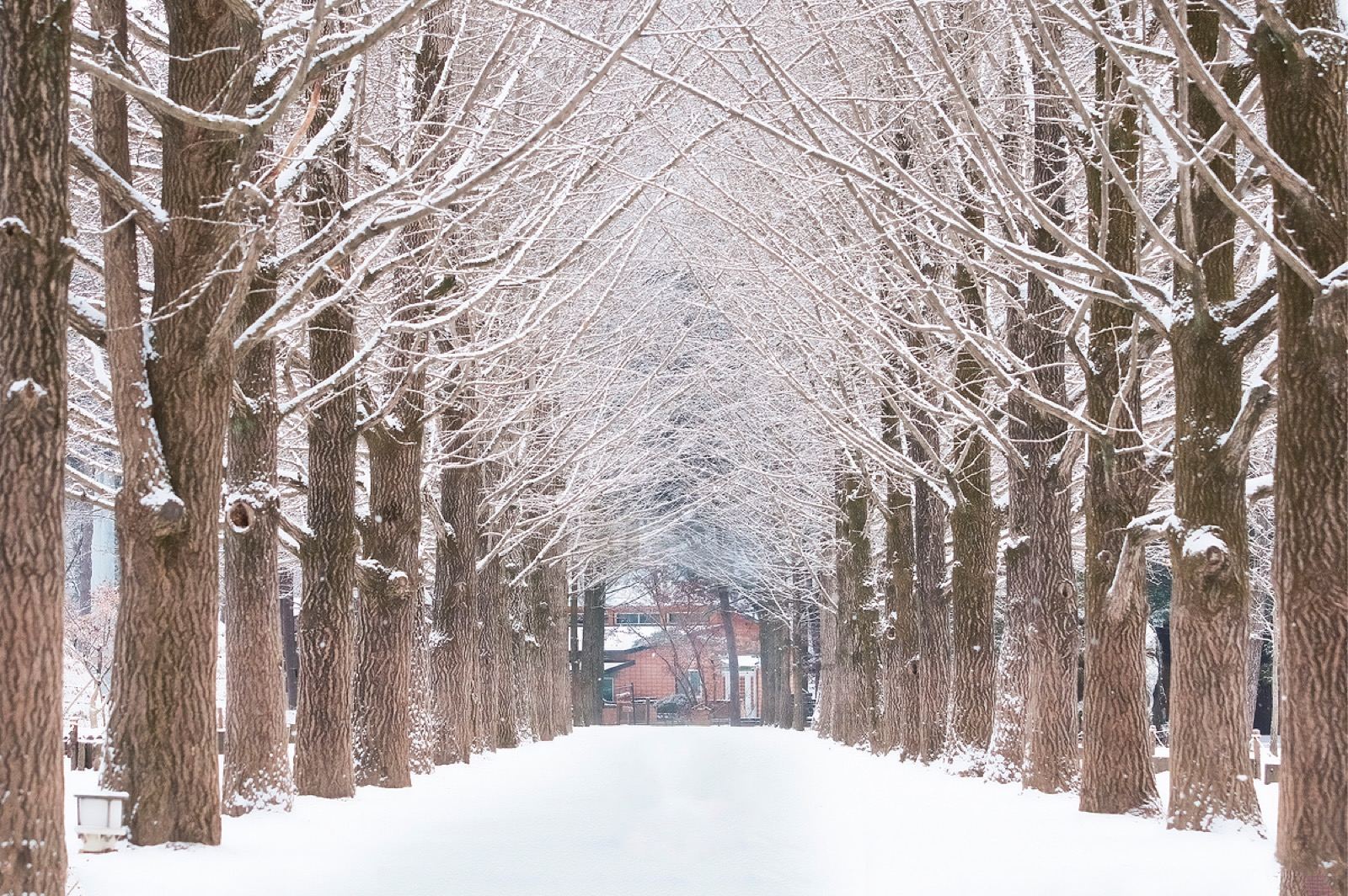 The metasequoia avenue on Nami Island under snow, bare branches arching over a white path