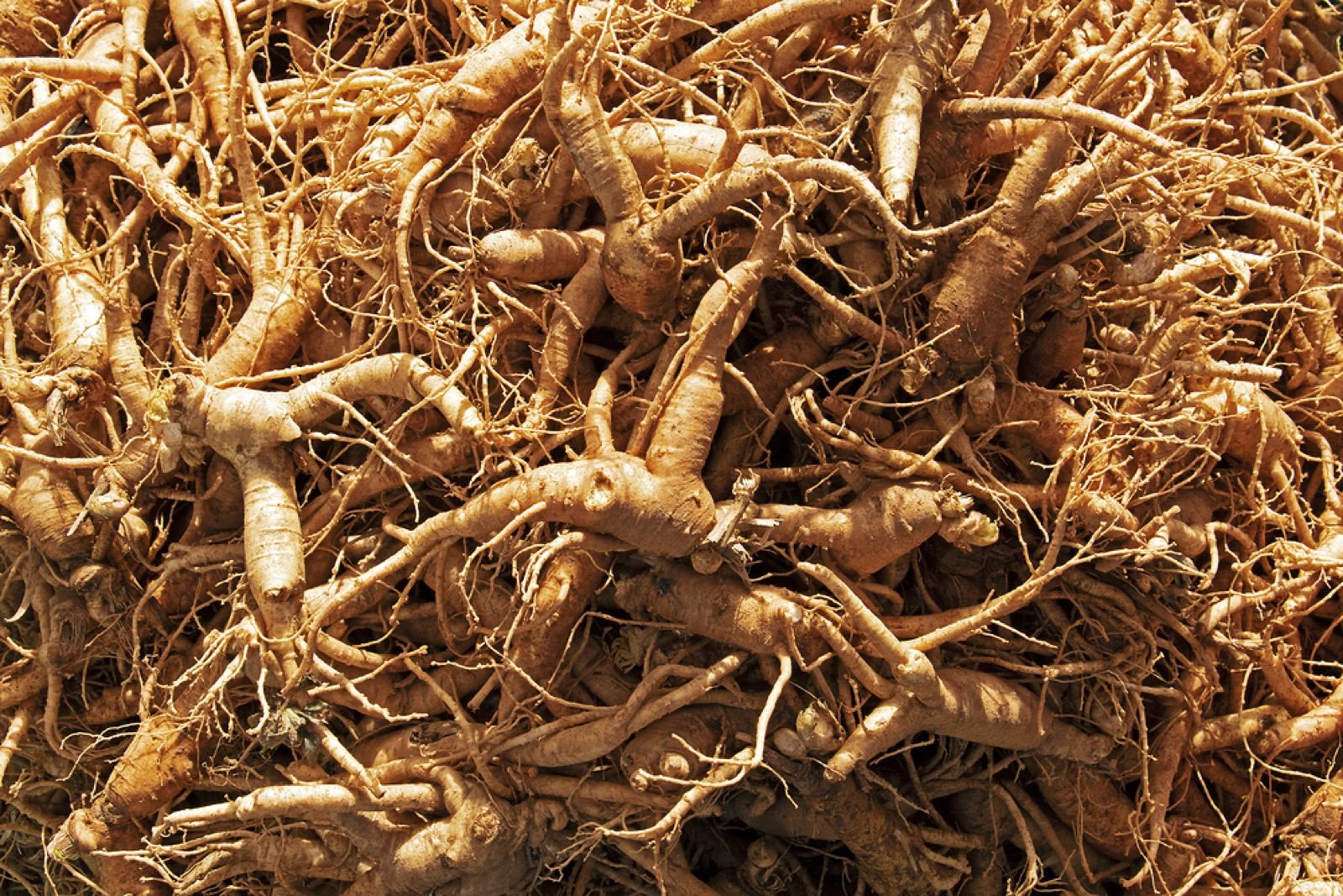 A large pile of fresh ginseng roots with their fine root hairs, at a Geumsan market
