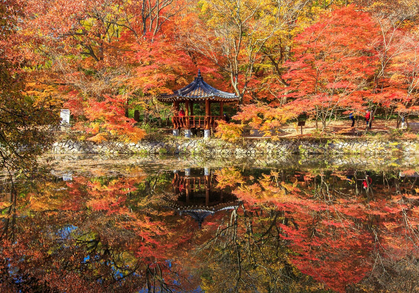 A pavilion reflected in a still pond surrounded by brilliant red and orange autumn maples at Seonunsa