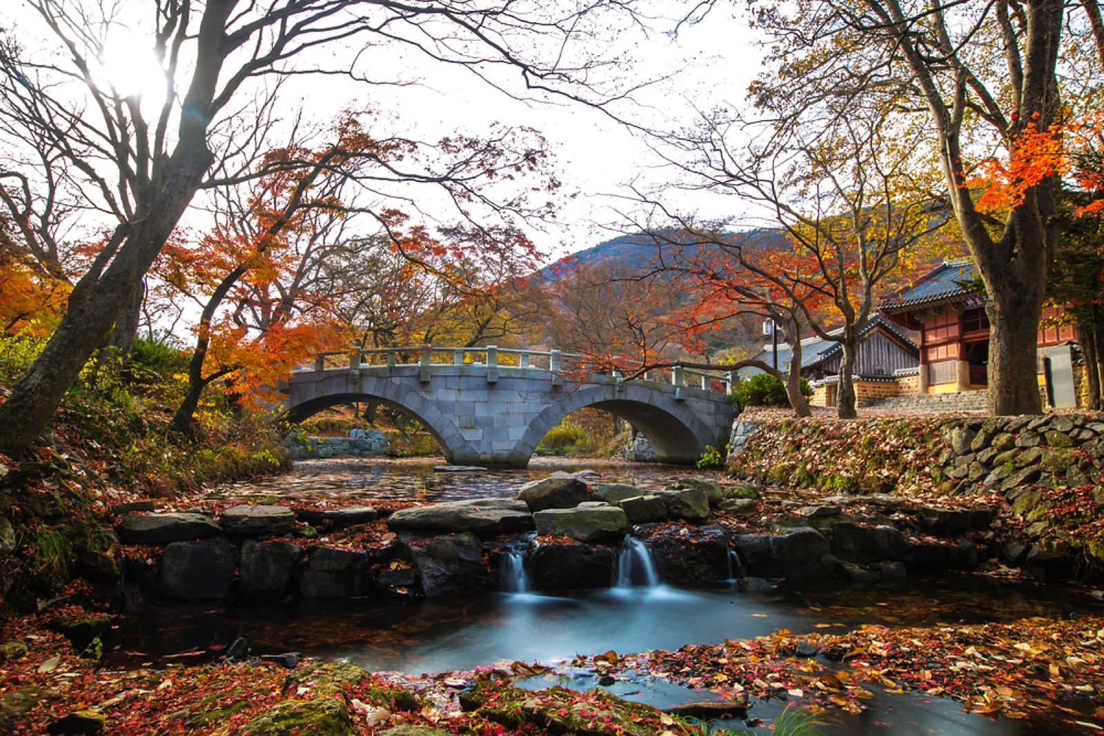 A stone arch bridge over a shallow stream in autumn, with a temple hall and maples behind