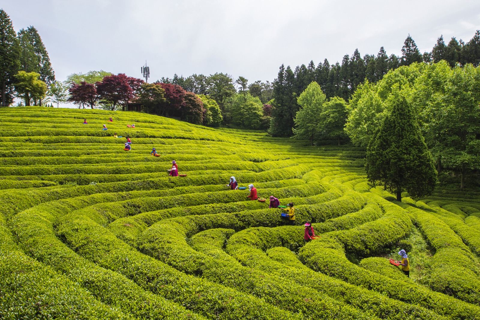 Workers in colorful clothing hand-picking tea across the curved terraces of a Boseong plantation