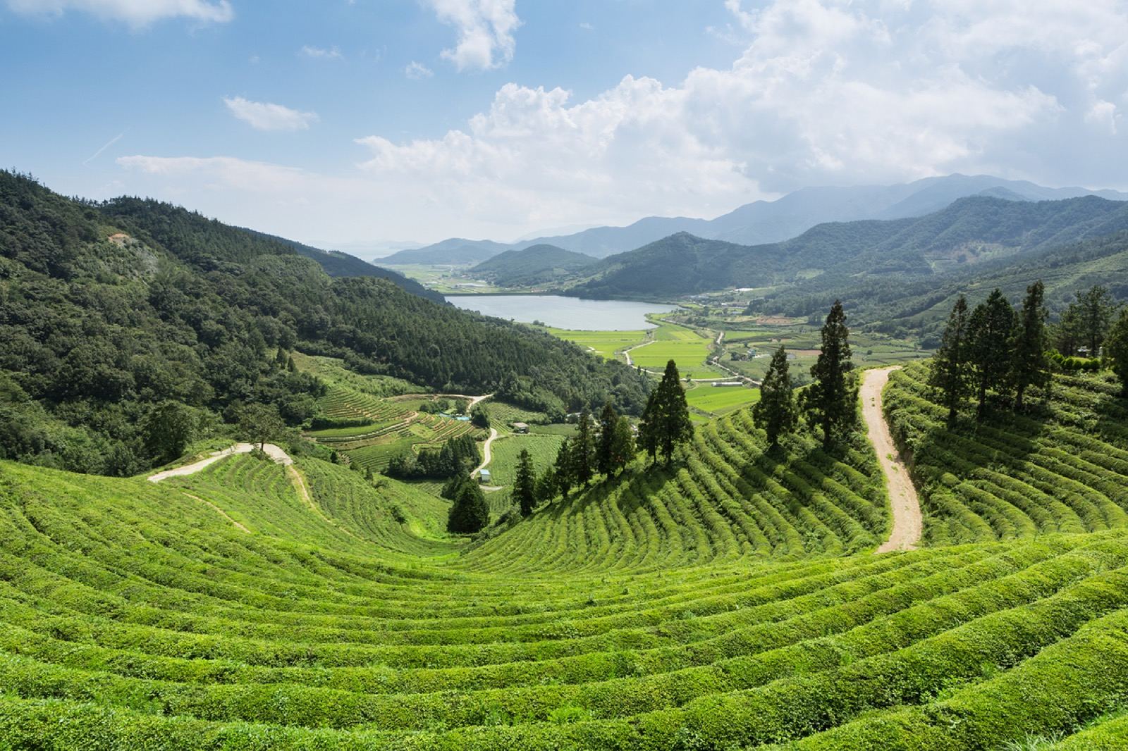 Sweeping terraced green tea fields rolling down a hillside toward a valley in southern Korea
