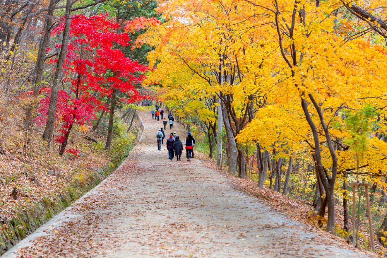 Crowds walking a gravel path lined with brilliant red and yellow autumn maples at Mungyeong Saejae