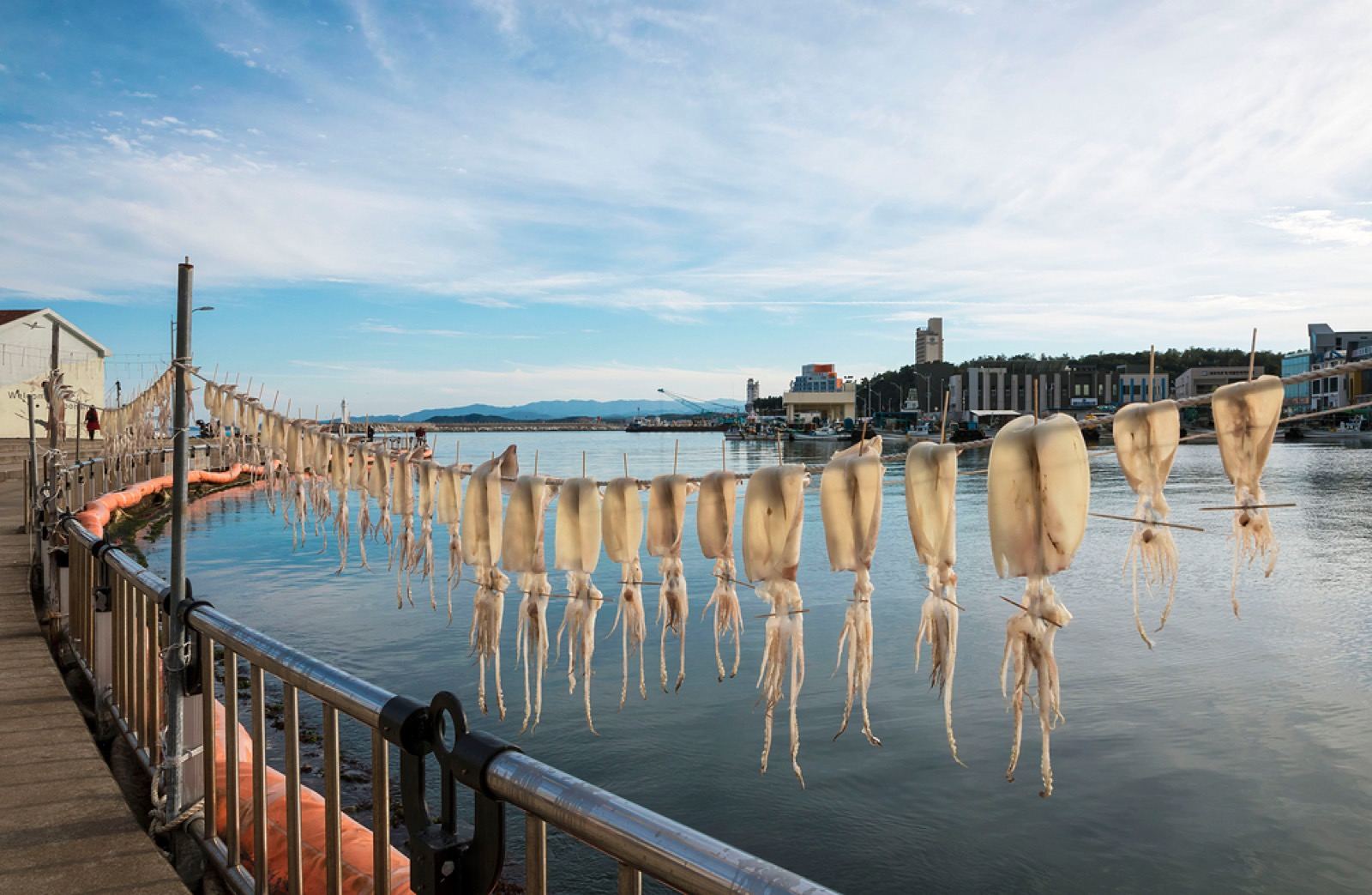 Rows of squid hung out to dry along a railing at a Sokcho harbor