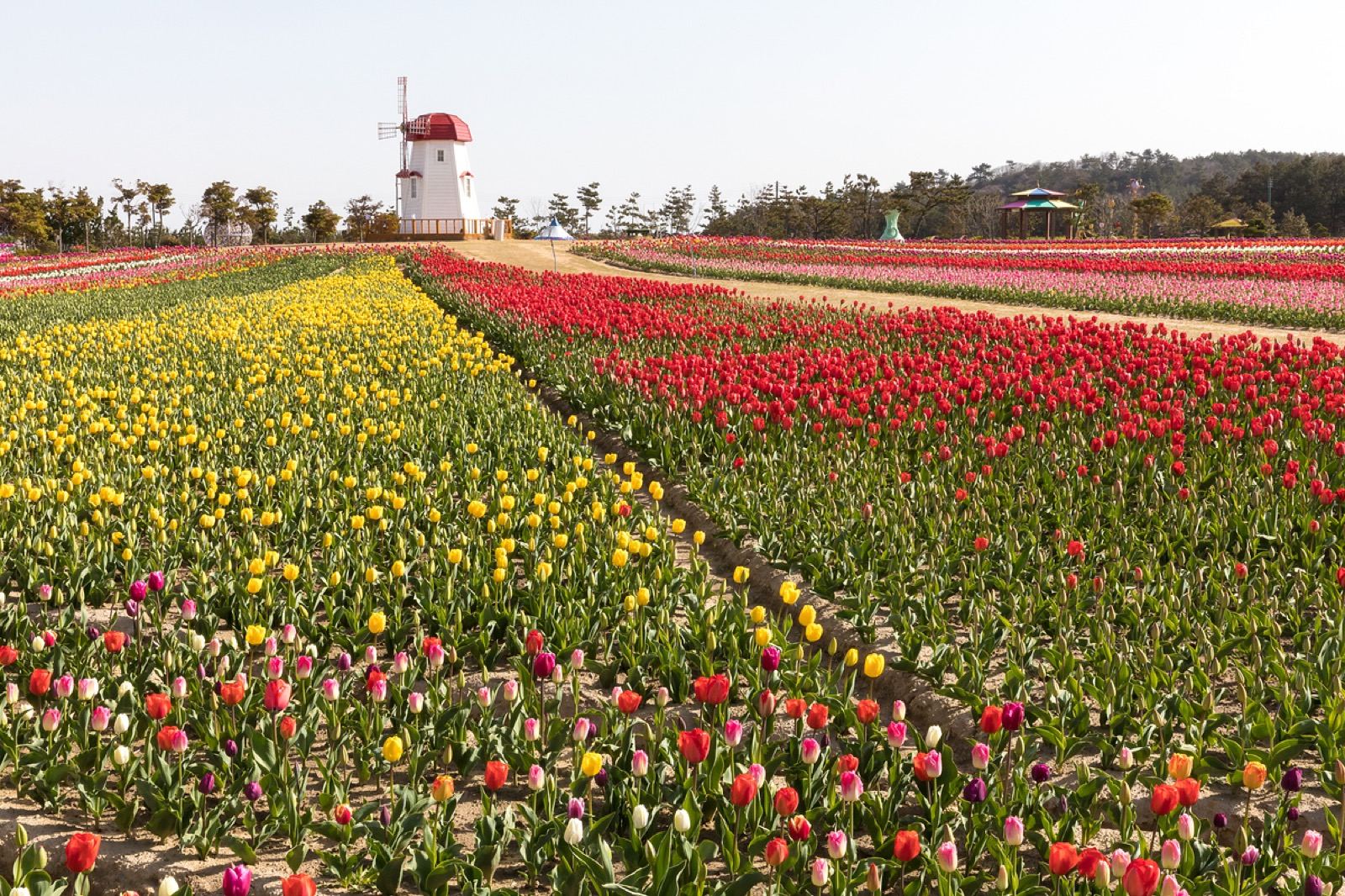 A large windmill towering over blocks of multicolored tulips at the Taean flower festival