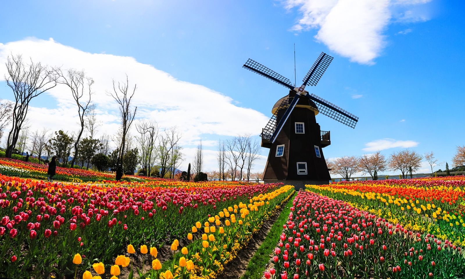 Rows of red and yellow tulips in front of a white windmill under a blue sky at the Taean tulip festival