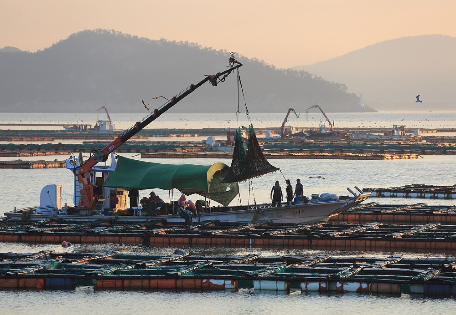 Rows of abalone farm rafts covering a calm bay at dusk near Wando, with a work boat