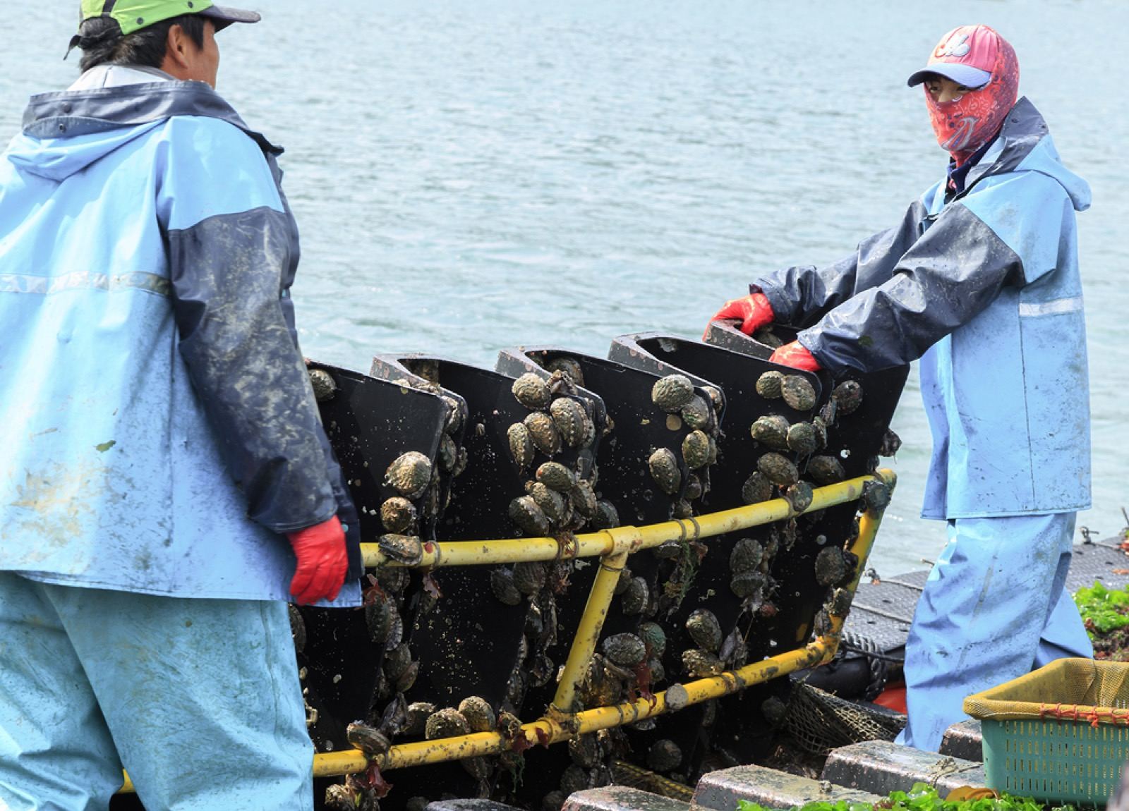 Workers in waterproof gear hauling abalone off farm racks at a Wando dock